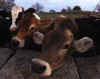 cows.jpg (48197 bytes)